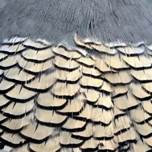 USA, Oregon, Bend. A detail of the belly feathers of a California quail shows the