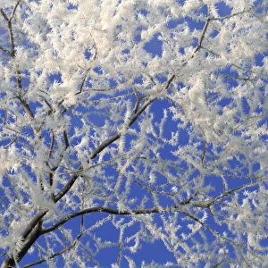 USA, Oregon, Bend. Hoar frost accentuates the dendritic branch pattern of an apple