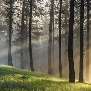 USA, Oregon, Blue Mountains. Light rays through forest of Ponderosa pine