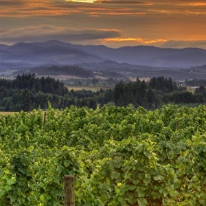 USA, Oregon, Calrton. Sunset over vineyard and Willamette Valley at Anne Amie Winery