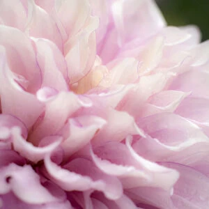 USA, Oregon, Canby, Swan Island Dahlia farm with close-ups of flowering Dahlia