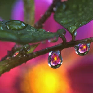 USA, Oregon, Close-up of cosmos reflecting in dewdrop hanging from rose stem. Credit as