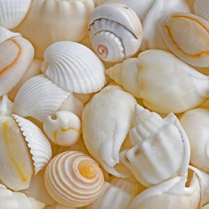 USA, Oregon. Close-up of small sea shells. Credit as: Jean Carter / Jaynes Gallery / DanitaDelimont