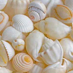 USA, Oregon. Close-up of small sea shells. Credit as: Jean Carter / Jaynes Gallery / DanitaDelimont