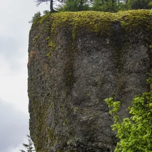 Columbia Gorge Conifers Print