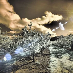 USA, Oregon, Columbia Gorge. Infrared of light reflecting in spring apple orchard