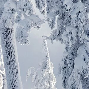 USA, Oregon, Crater Lake area. Trees are encrusted with heavy snow near Crater Lake, Oregon