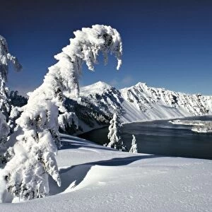 USA, Oregon, Crater Lake NP. Pristine snow covers the pines surrounding Crater Lake