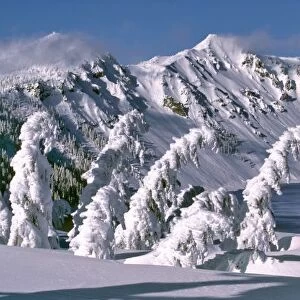 USA, Oregon, Crater Lake NP. Trees bow under the weight of winter snow in Crater Lake National Park