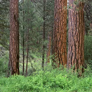 USA, Oregon, Deschutes National Forest. Grove of ponderosa pine in spring, near the Metolius River