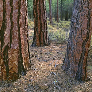 USA, Oregon, Deschutes National Forest. Trunks of mature ponderosa pine in autumn, Metolius Valley