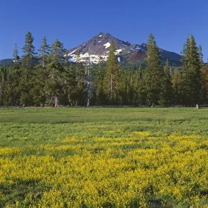 USA, Oregon. Deschutes National Forest, Broken Top rises above coniferous forest