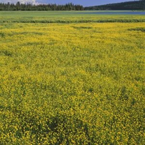 USA, Oregon. Deschutes National Forest, extensive bloom of subalpine buttercup in