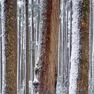 USA, Oregon, Drift Creek Wilderness. Snow on Douglas fir trees