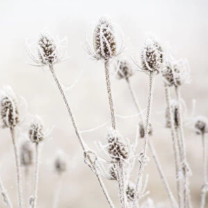 USA, Oregon, Eugene, mornings frost on teasel