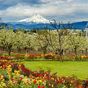 USA, Oregon, Hood River. Mt. Hood looms over spring flowers and apple orchard