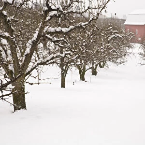 USA, Oregon, Hood River. Snow covered Apple Trees and Barn