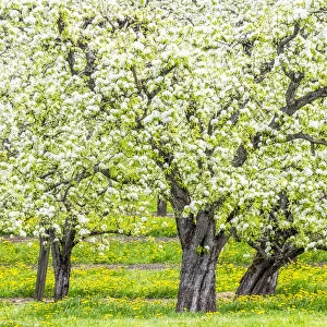 USA, Oregon, Hood River, spring blooming apple tree orchard