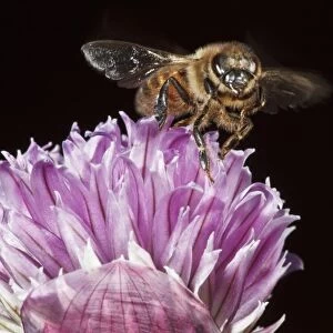 USA, Oregon, Keizer, Honey Bee(Apis mellifera) taking off from chives
