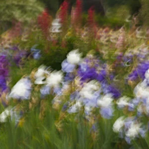 USA, Oregon, Keizer Schreiners Iris Garden, abstract of iris and garden