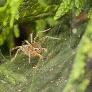 USA, Oregon, Keizer, unknown funnel web spider