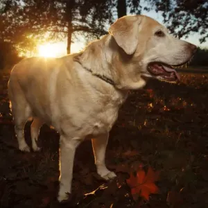 USA, Oregon, Keizer, Willamette Mission State Park, Labrador Retriever. PR, Digitally Altered