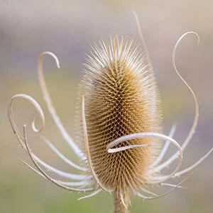 USA, Oregon, Malheur National Wildlife Refuge. Close-up of dried teasel plant. Credit as