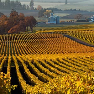 USA, Oregon, Morning light on the autumn leaves of the Stoller Vineyards, near Dundee