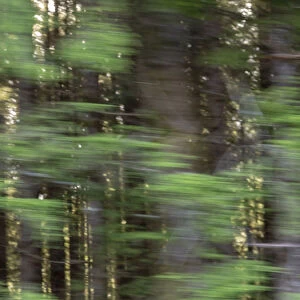 USA, Oregon. Motion blur through forest. Credit as: Wendy Kaveney / Jaynes Gallery