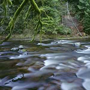 USA, Oregon, Mount Hood National Forest. Salmon-Huckleberry Wilderness, Salmon River