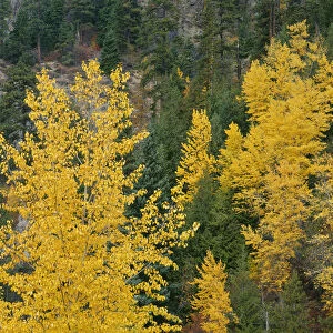 USA, Oregon, Mount Hood National Forest. Fall colored black cottonwood and conifers