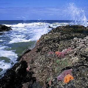 USA, Oregon, Nepture SP. Brilliant orange starfish stand out among the rocky tide