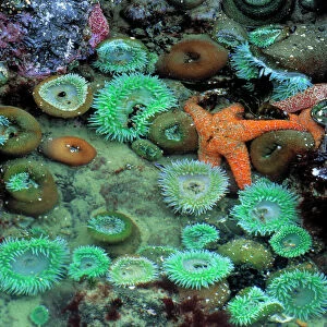 USA, Oregon, Nepture SP. An orange starfish is surrounded by green sea anemone in
