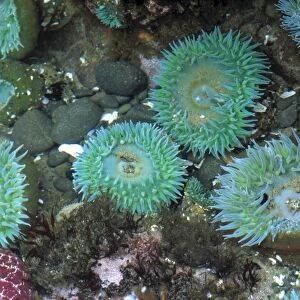 USA, Oregon, Nepture SP. Sea anemone display their beautiful colors in the ride pools
