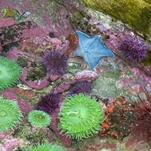 USA, Oregon, Newport. Green sea anemones and blue sea star in a tide pool exhibit