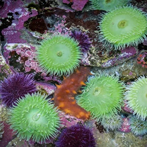 USA, Oregon, Newport. Green sea anemones and orange sea slug in tide pool exhibit