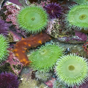USA, Oregon, Newport. Green sea anemones and orange sea slug in tide pool exhibit