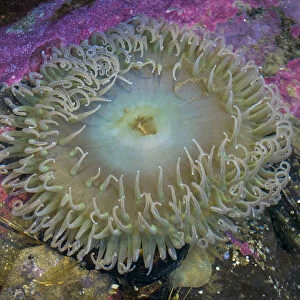 USA, Oregon, Newport. Sea anemone in a tide pool exhibit