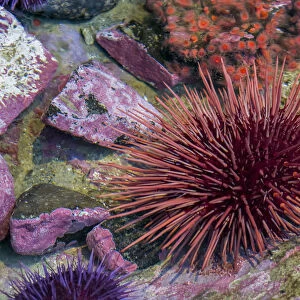 USA, Oregon, Newport. Sea urchin in a tide pool exhibit
