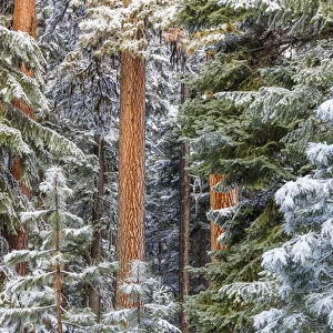 USA, Oregon, Ochoco Mountains. Snowy pine forest in winter