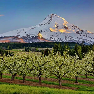 USA, Oregon. Pear orchard in bloom and Mt