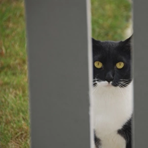 USA, Oregon, Portland. Cat looking through yard fence