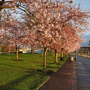 USA, Oregon, Portland. Cherry trees in bloom at sunrise