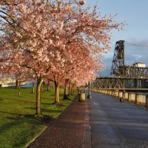 USA, Oregon, Portland Cherry Tree Print USA, Oregon, Portland Cherry Tree Print