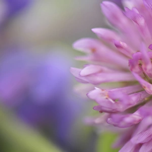 USA, Oregon, Portland. Close-up of pink clover bloom. Credit as: Steve Terrill /