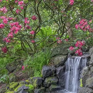 USA, Oregon, Portland, Crystal Springs Rhododendron Garden, Light red blossoms of