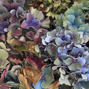 USA, Oregon, Portland. Hydrangeas in garden