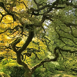 USA, Oregon, Portland. Japanese lace maple tree in Portland Japanese Garden. Credit as
