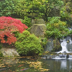 USA, Oregon, Portland. Waterfall flows into koi pond at Portland Japanese Garden