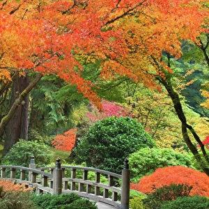 USA, Oregon, Portland. Wooden bridge and maple trees in autumn color at Portland Japanese Garden